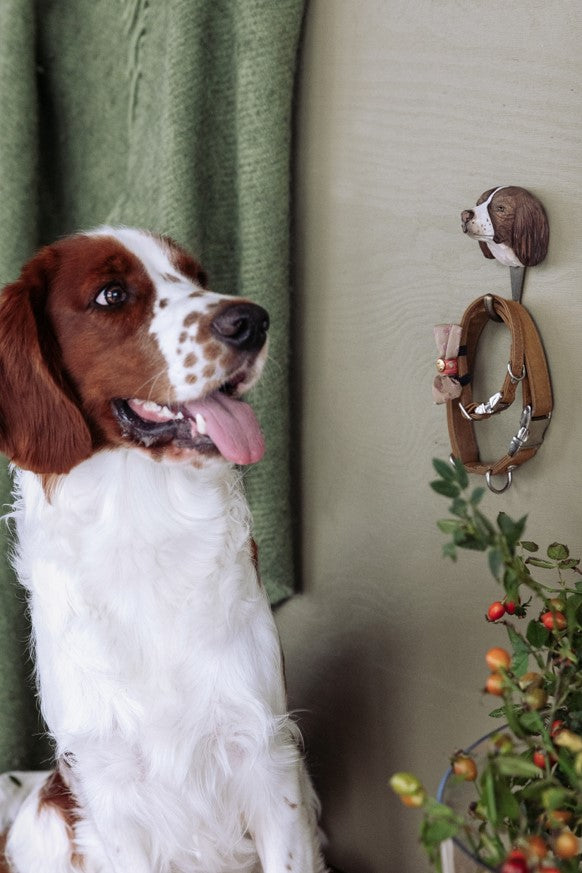 English Springer Red Springer Spaniel Puppies For Sale English